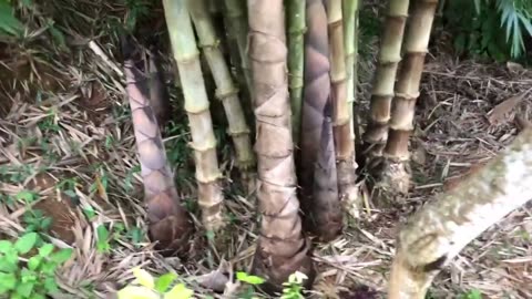 Growing Giant Bamboo Shoots Dendrocalamus asper