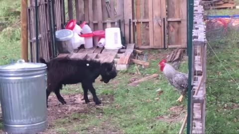Funny video chicken goat fighting