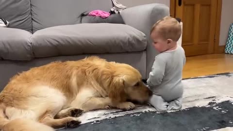 Golben Retriever pup Makes baby cut