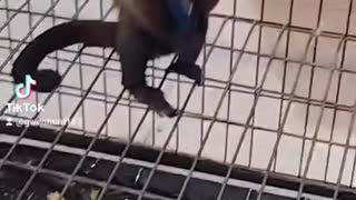 Pet Monkey Steals Cell Phone