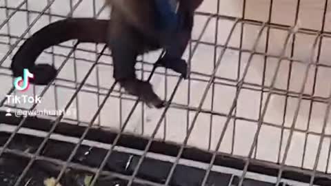 Pet Monkey Steals Cell Phone