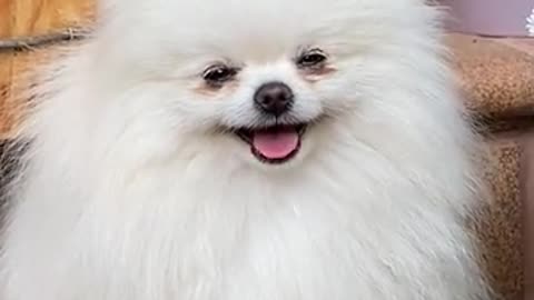 Funny Dog