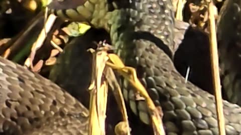 Snake yawns in slow motion / a grass snake opens its mouth in slow motion.