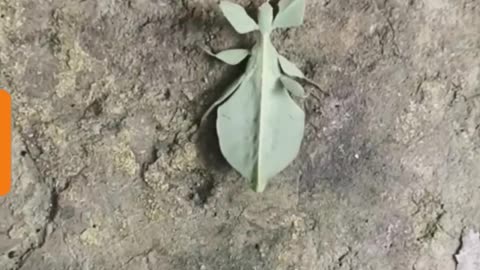 Strange Leaf Insect 🍃 🤔 😕