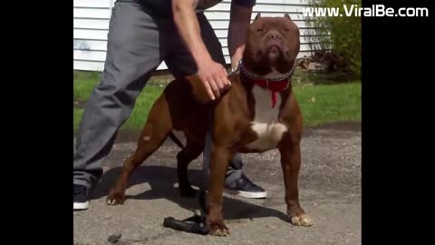 🐶huge xxl american bully in the world 🐶