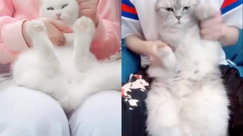 Two cats dancing together, the dance is beautiful and moving