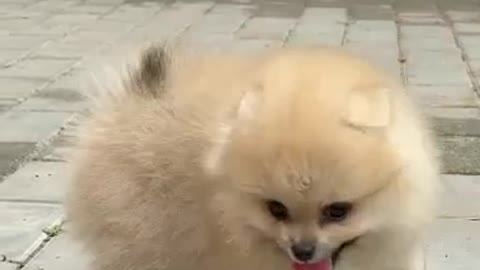 Cute puppy walking