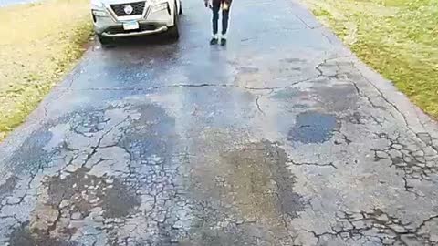 Dogs Watch Human Hit the Driveway