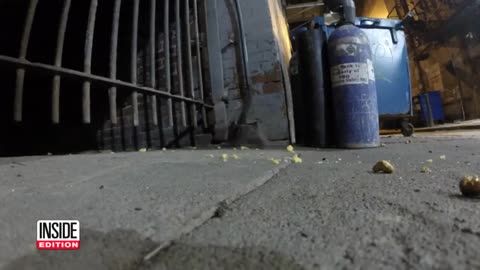 Rodents Caught on Camera Inside a Shake Shack