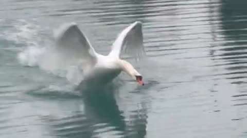 Territorial Swan Scares Guy Out of Pond