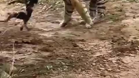 Tiger killed dog at zone 2 Ranthambore National Park, Tiger attack dog