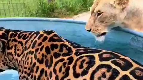 Lioness and Jaguar pool party 🤩