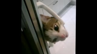 Cat Opens Door For Locked Out Owner