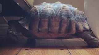 Turtle can't fit under chair, hilariously walks in place