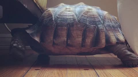 Turtle can't fit under chair, hilariously walks in place