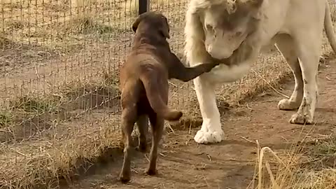 Cute Lion Gives Smooches to Puppy's Paw