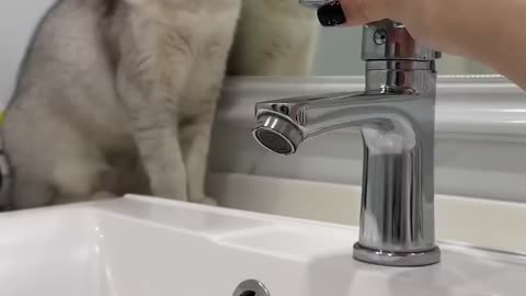 고양이는 어디에서 물을 마십니까?