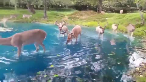 A group of beautiful deer