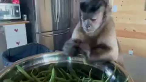 super smart monkey helping in the kitchen! must see