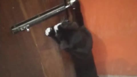 Open the door cute cat