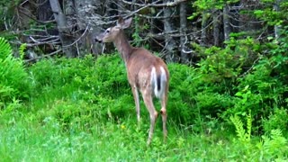 White-tailed deer