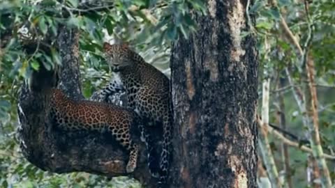 It was the first time I saw a leopard climb a tree