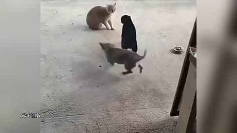 Animals fighting