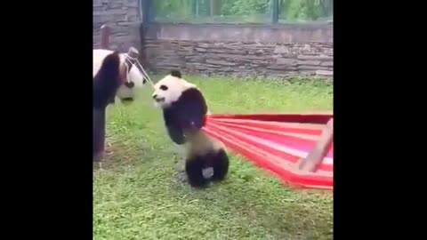 Funny and Cute Panda Videos 🐼 |Funny Panda Video | Baby Panda