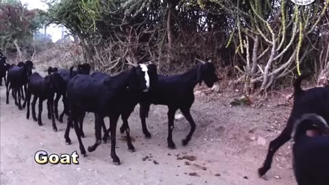 Cuet Cuet Goats