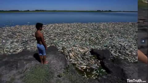 WORLDWIDE ENGINEERED GENOCIDE?! COLOSSAL SOUTH AMERICA FISH KILL: 100S OF THOUSANDS MORE DEAD FISH!