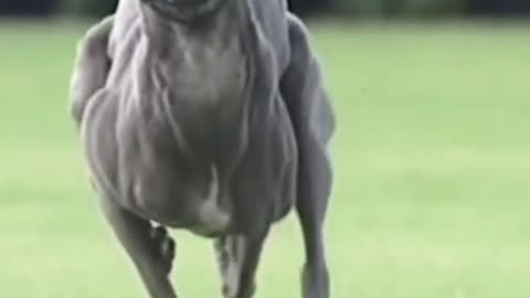 The Fastest Dog Breeds: Unleashing Speed and Agility