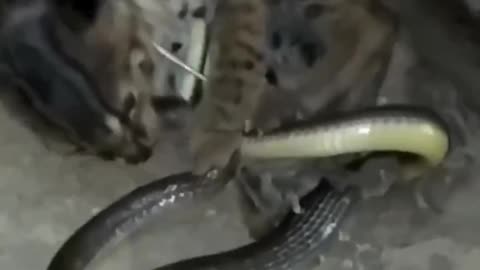 Snake And Cat Fight #shorts #shortsvideo #video #viral