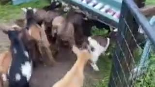 Baby Goat Feeding Time