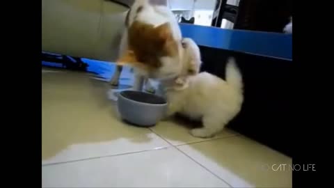 Funny Cats vs Dogs Compilation