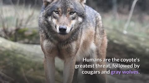 Coyote || Description, Characteristics and Facts!