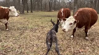 An Unbelievable Birth of Baby Donkey!