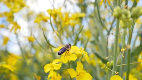 Bee oilseeds blossom rapeseed