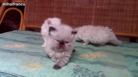 Funny and cute cats 𓃠🐈🐕
