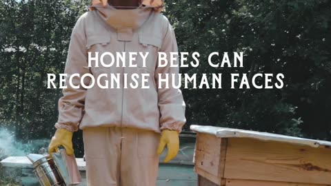 Honeybees..