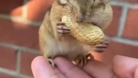 Chipmunk eating peanuts