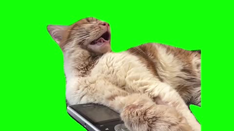 Cat sleeping next to phone meme green screen