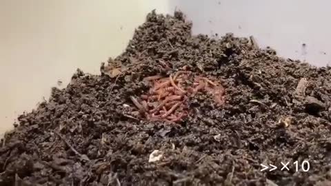 【SDGs】300 Worms vs Banana ＃vermicompost ＃earthworm_Cut