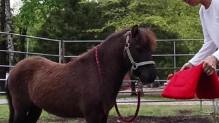 Working with Yogi (miniature horse)