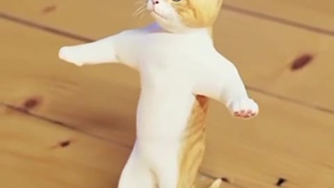 My baby cat 🐈 is dancing 💃 for me 😂😍🐈