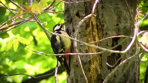 Dryocopus pileatus