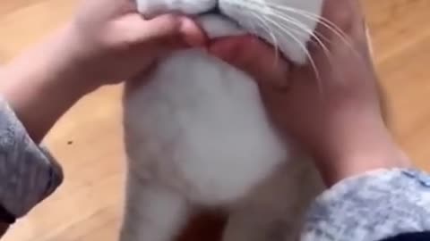 Most satisfying funny cat 😺 video