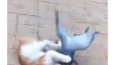 Cat and pigeon fighting