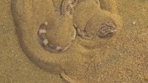 See how the desert snake hides🐉 #animals #diving #fishingdaily #ocean #jellyfish #oceanlife #pets