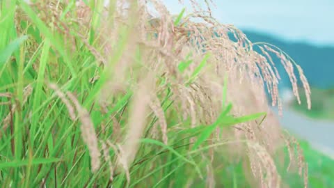 うちの郷土料理～次世代に伝えたい大切な味～ 岩手県