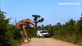 Giraffe dance amazing🔥🔥